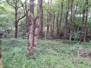 A managed woodland. The trees are in leaf and there is green vegetation beneath the trees. To the right some dead branches lay in a pile on the ground.